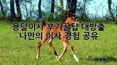 용달이사 후기📝꿀팁 대방출! 나만의 이사 경험 공유✨